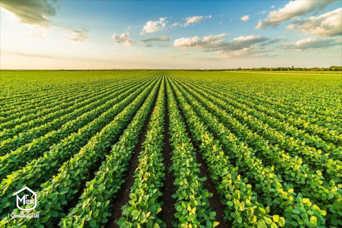 برای خرید زمین کشاورزی قولنامه ای چه نکاتی باید رعایت شود؟